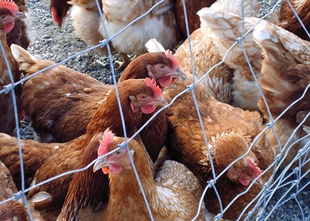 Vogelgrippe: Seit Ende Januar 2017 gilt in Thüringen eine Stallpflicht für Geflügel.