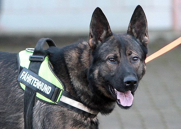Ein Diensthund der Polizei hat in Jena einen mutmaßlichen Autoknacker überführt.