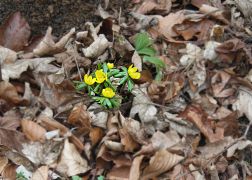 Winterlinge In Jena 01