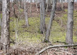 Winterlinge In Jena 02