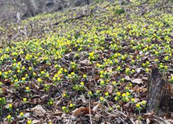 Winterlinge In Jena 04