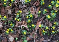 Winterlinge In Jena 05