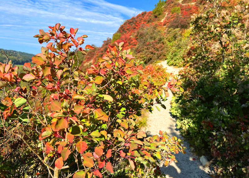 Oberhalb des Mühltals in Jena kann man jeden Herbst ein ganz besonderes Naturschauspiel erleben.