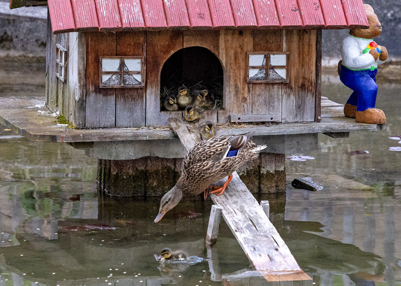 Der Frühling ist erwacht – und mit ihm auch neues Leben im Jenaer Ortsteil Wöllnitz.