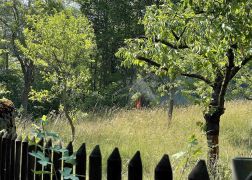 Brand In Jena Baum Knallt In Stromleitung Und Entfacht Feuer 000030