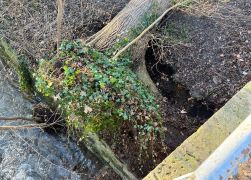 Baum Kracht Auf Wohnhaus In Jena JN3
