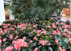 Fruehlingserwachen In Der Goethe Galerie In Jena 2022 0011