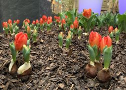 Fruehlingserwachen In Der Goethe Galerie In Jena 2022 0012