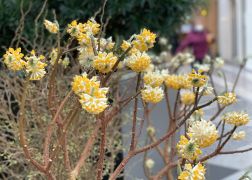 Fruehlingserwachen In Der Goethe Galerie In Jena 2022 0019