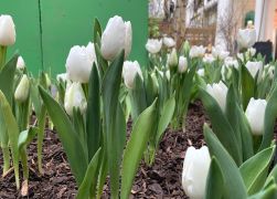 Fruehlingserwachen In Der Goethe Galerie In Jena 2022 002