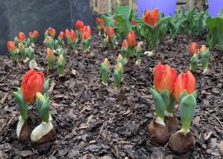 Fruehlingserwachen In Der Goethe Galerie In Jena 2022 003