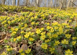 Winterlinge Ein Beliebtes Naturschauspiel In Jena 0001