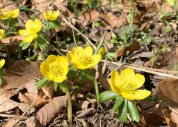 Winterlinge Ein Beliebtes Naturschauspiel In Jena 00010
