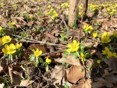 Winterlinge Ein Beliebtes Naturschauspiel In Jena 00011