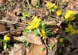 Winterlinge Ein Beliebtes Naturschauspiel In Jena 00012