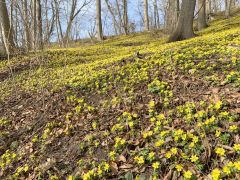Winterlinge Ein Beliebtes Naturschauspiel In Jena 00013