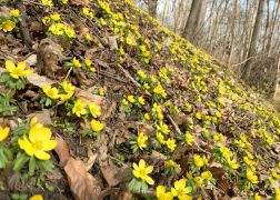 Winterlinge Ein Beliebtes Naturschauspiel In Jena 00014