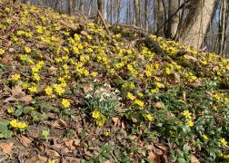 Winterlinge Ein Beliebtes Naturschauspiel In Jena 00015