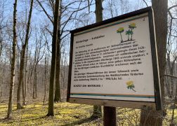 Winterlinge Ein Beliebtes Naturschauspiel In Jena 00016