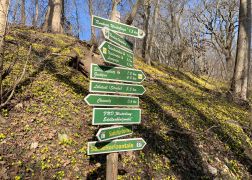 Winterlinge Ein Beliebtes Naturschauspiel In Jena 00017