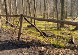 Winterlinge Ein Beliebtes Naturschauspiel In Jena 00018