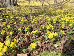 Winterlinge Ein Beliebtes Naturschauspiel In Jena 0002