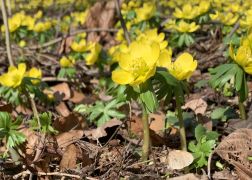 Winterlinge Ein Beliebtes Naturschauspiel In Jena 0004