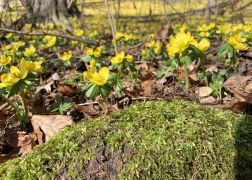 Winterlinge Ein Beliebtes Naturschauspiel In Jena 0006