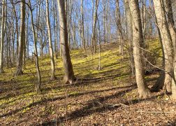 Winterlinge Ein Beliebtes Naturschauspiel In Jena 0007