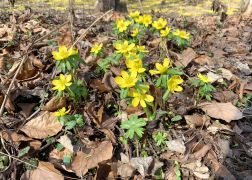 Winterlinge Ein Beliebtes Naturschauspiel In Jena 0008