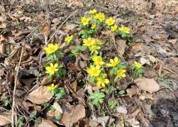 Winterlinge Ein Beliebtes Naturschauspiel In Jena 0009