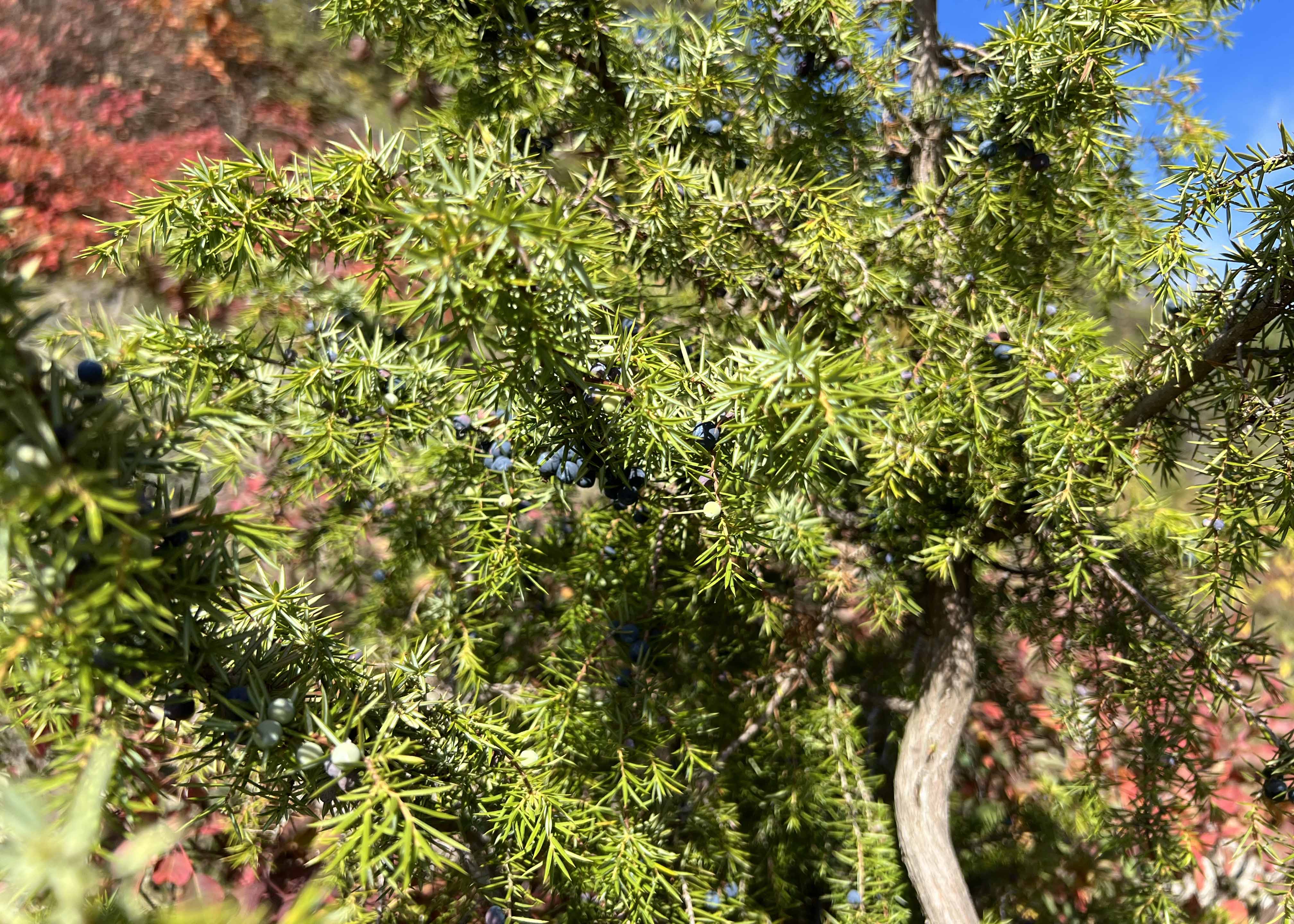 Jenaer Nachrichten Volle Farbenpracht Perückensträucher im Jenaer