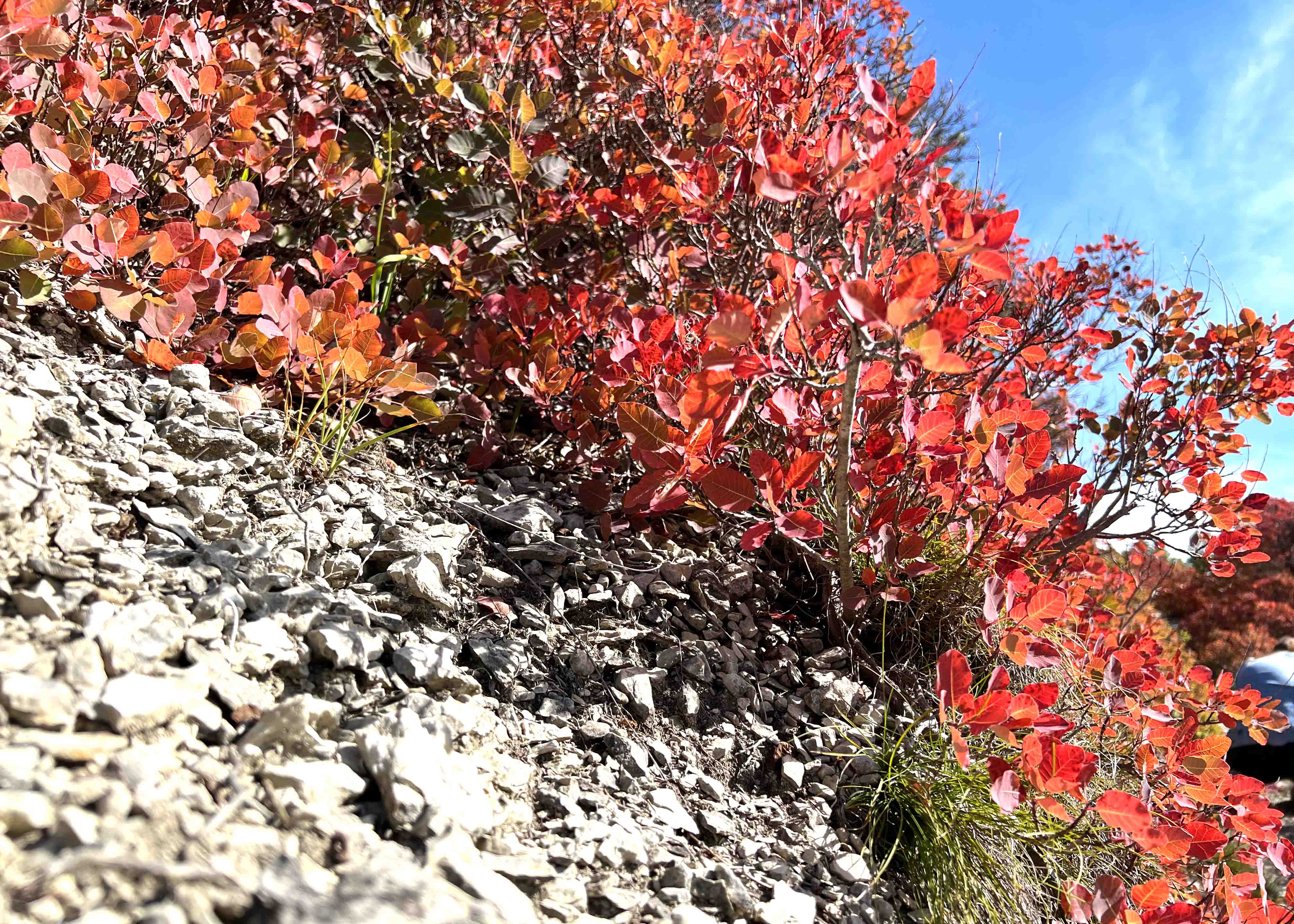 Jenaer Nachrichten Volle Farbenpracht Perückensträucher im Jenaer
