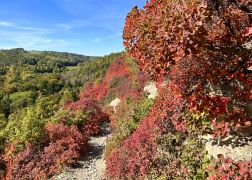 Die Perueckenstraeucher Im Jenaer Muehltal Herbst 2022 00