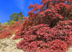 Die Perueckenstraeucher Im Jenaer Muehltal Herbst 2022 02