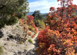 Die Perueckenstraeucher Im Jenaer Muehltal Herbst 2022 03