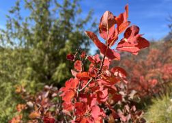 Die Perueckenstraeucher Im Jenaer Muehltal Herbst 2022 04