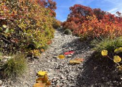 Die Perueckenstraeucher Im Jenaer Muehltal Herbst 2022 05