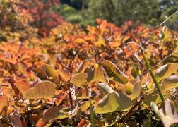 Die Perueckenstraeucher Im Jenaer Muehltal Herbst 2022 06