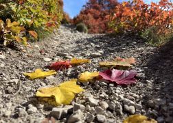 Die Perueckenstraeucher Im Jenaer Muehltal Herbst 2022 07