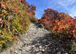 Die Perueckenstraeucher Im Jenaer Muehltal Herbst 2022 08