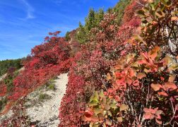 Die Perueckenstraeucher Im Jenaer Muehltal Herbst 2022 09