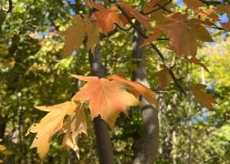 Die Perueckenstraeucher Im Jenaer Muehltal Herbst 2022 10