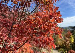 Die Perueckenstraeucher Im Jenaer Muehltal Herbst 2022 11