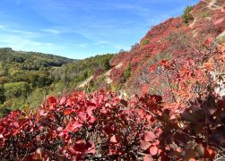 Die Perueckenstraeucher Im Jenaer Muehltal Herbst 2022 12
