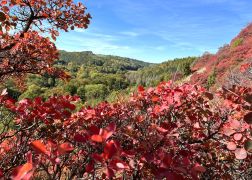 Die Perueckenstraeucher Im Jenaer Muehltal Herbst 2022 13