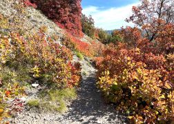 Die Perueckenstraeucher Im Jenaer Muehltal Herbst 2022 14