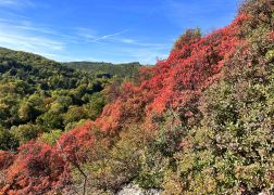 Die Perueckenstraeucher Im Jenaer Muehltal Herbst 2022 15
