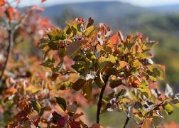 Die Perueckenstraeucher Im Jenaer Muehltal Herbst 2022 18