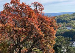 Die Perueckenstraeucher Im Jenaer Muehltal Herbst 2022 19